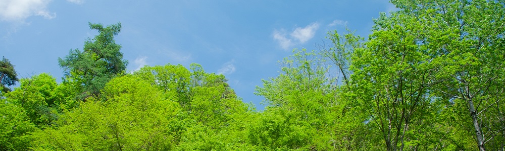 軽井沢の木々の写真